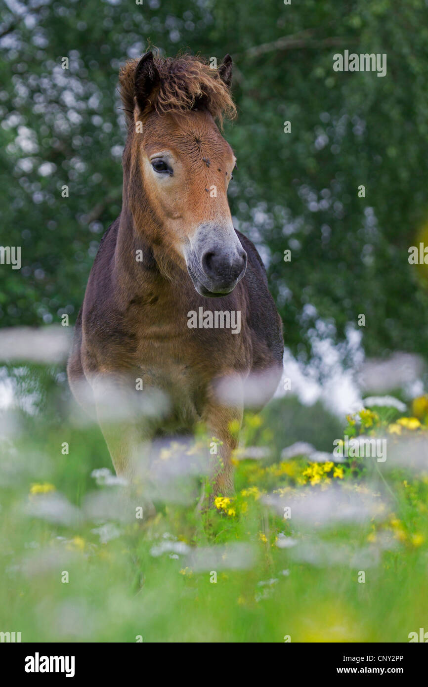 Exmoor Pony (Equus Przewalskii F. Caballus), Fohlen auf einer Wiese, Deutschland, Schleswig-Holstein Stockfoto