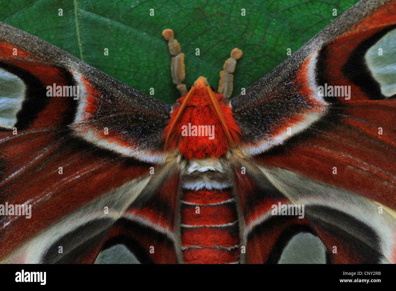 Atlas-Motte (Attacus Atlas), Porträt Stockfoto
