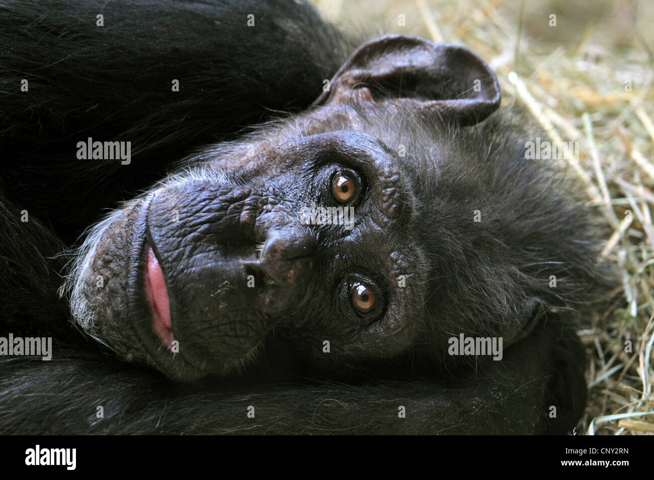 gemeinsame Schimpanse (Pan Troglodytes), liegen in Seitenlage, Porträt Stockfoto