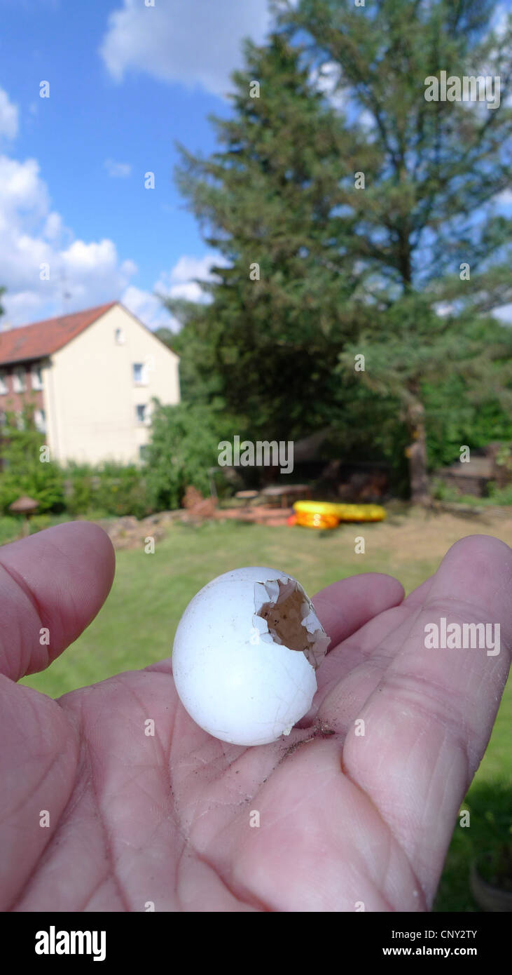 Ringeltaube (Columba Palumbus), nahm Ei gefunden im Garten, Deutschland Stockfoto
