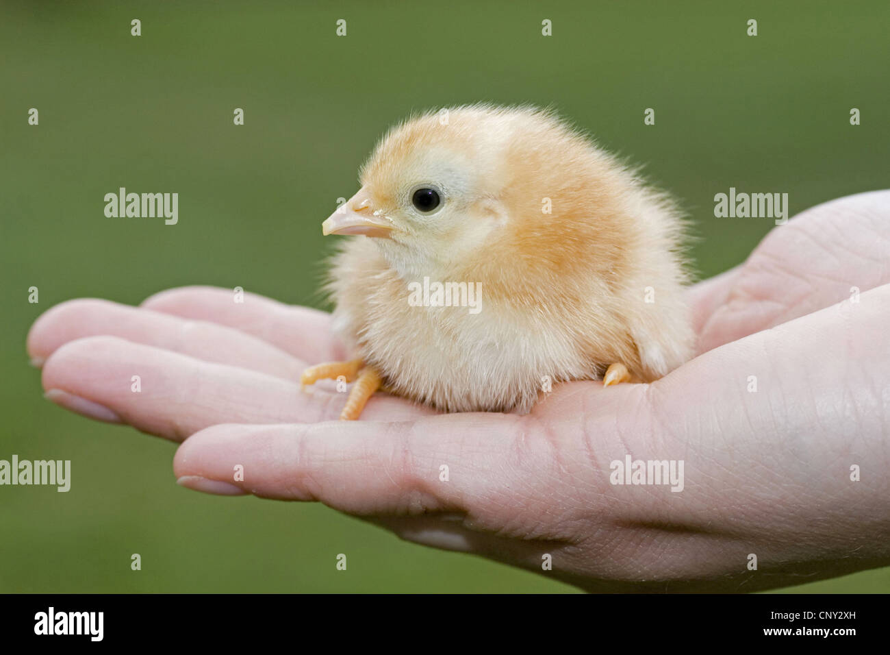 Hausgeflügel (Gallus Gallus F. Domestica), Huhn des Rennens "Zerg New Hampshire" sitzen auf einer hand Stockfoto