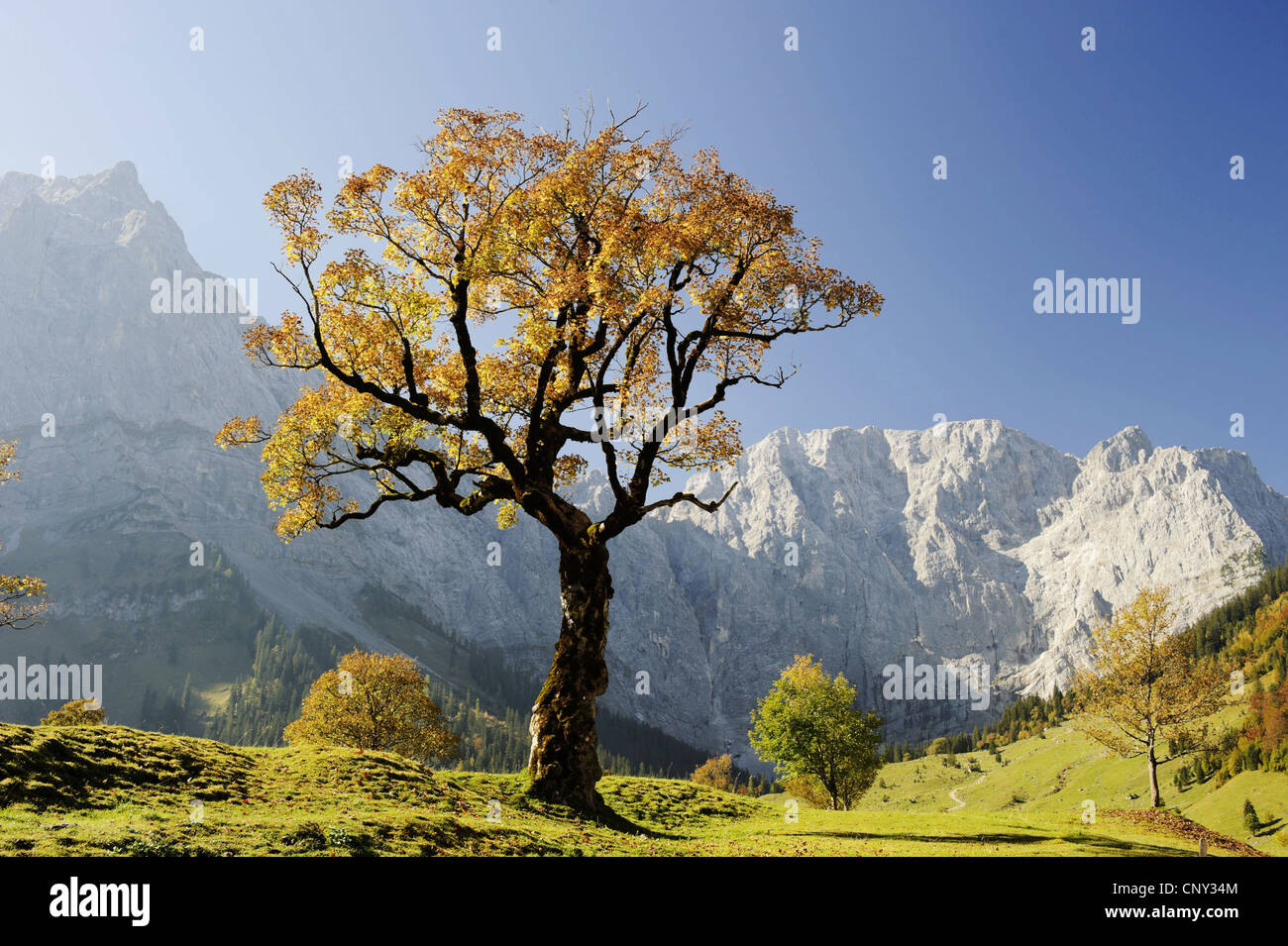 Bergahorn, große Ahorn (Acer Pseudoplatanus), im Herbst, Deutschland, Bayern, Grosser Ahornboden, Karwendel, Engadin Stockfoto