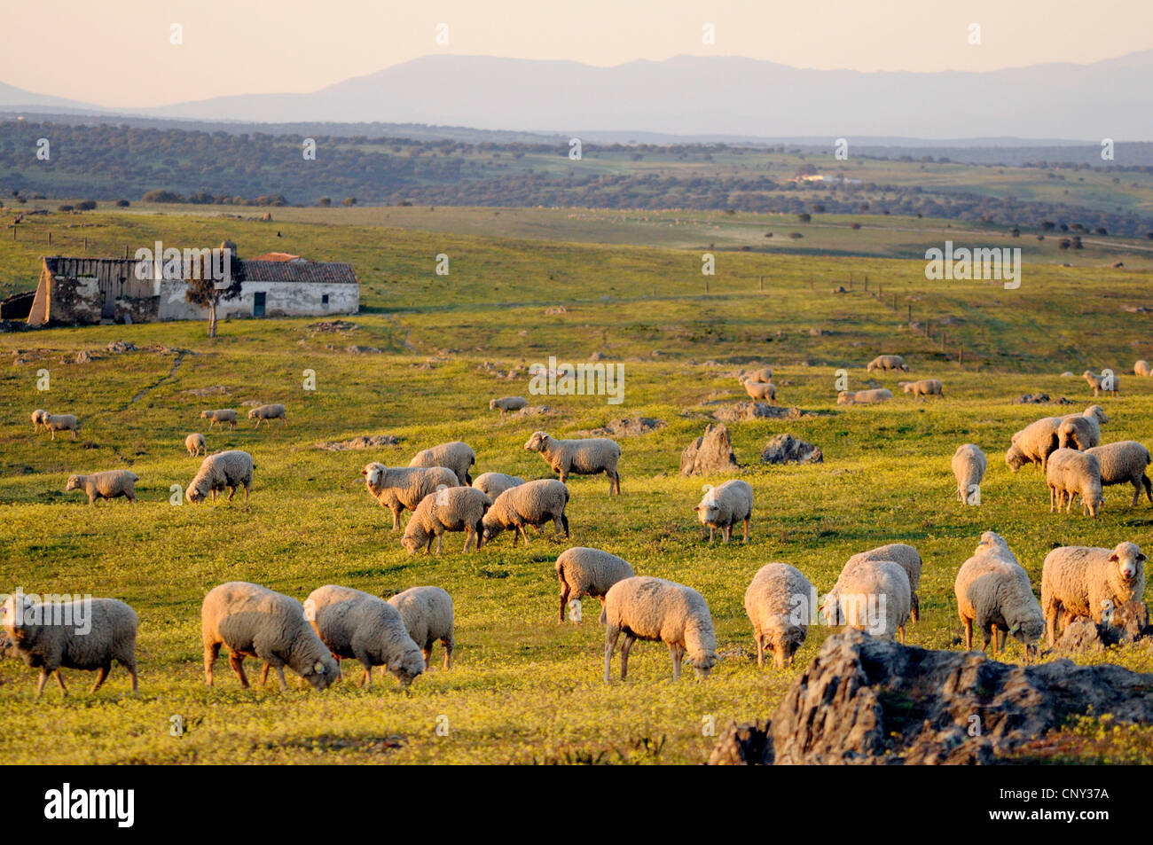 Landschaft in der Extremadura, Spanien, Extremadura Stockfoto