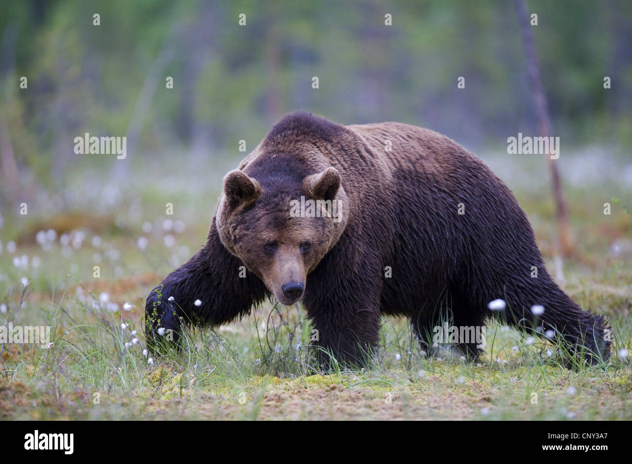 Europäischer Braunbär (Ursus Arctos Arctos), Europäische Braunbären in borealen Wald, Finnland Martinselkonen Wildnis Zentrum Stockfoto