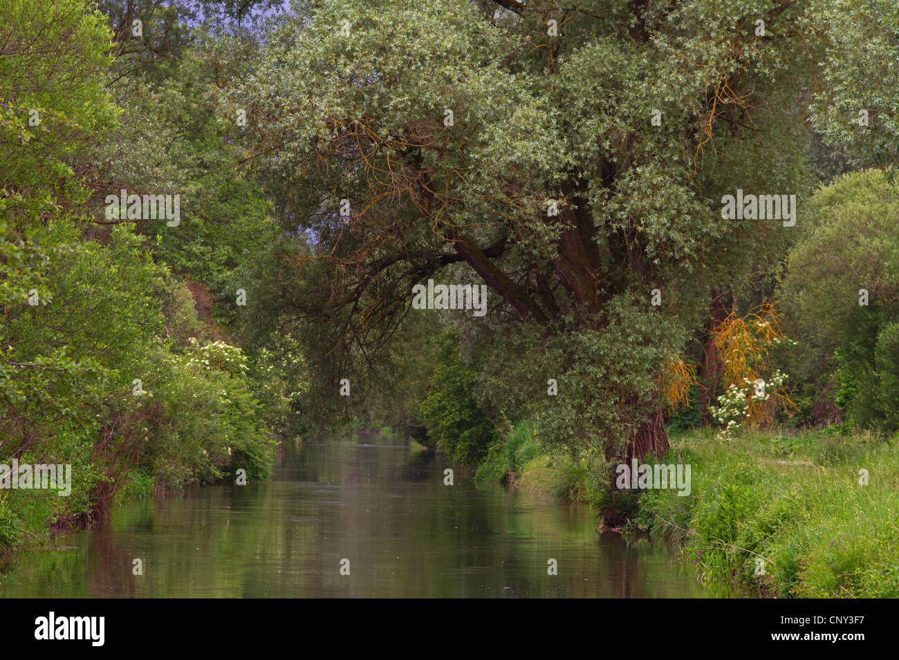 Silberweide (Salix Alba), Aue Wald, Deutschland, Bayern Stockfoto
