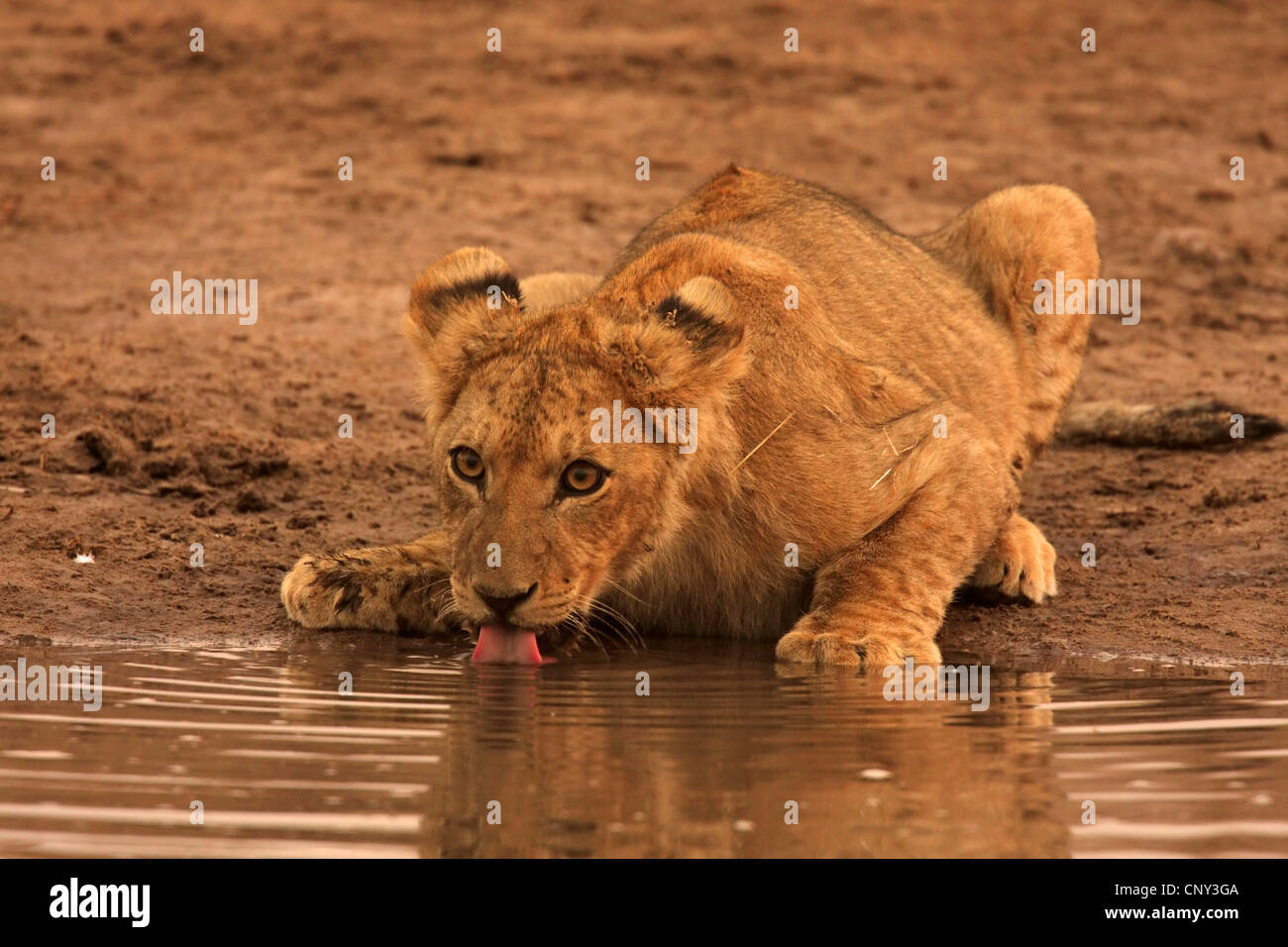 Löwe (Panthera Leo), trinken Lion Cub, Botswana Chobe-Nationalpark Stockfoto