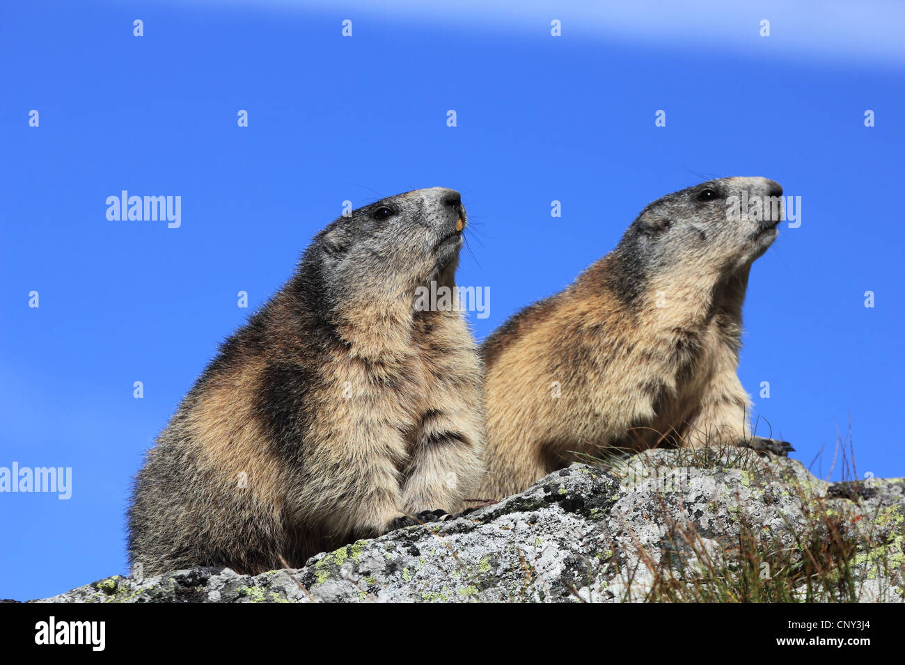 Alpen-Murmeltier (Marmota Marmota), zwei Tiere nebeneinander auf einem Felsen sitzen Sporn, Österreich, Nationalpark Hohe Tauern, Großglockner Stockfoto