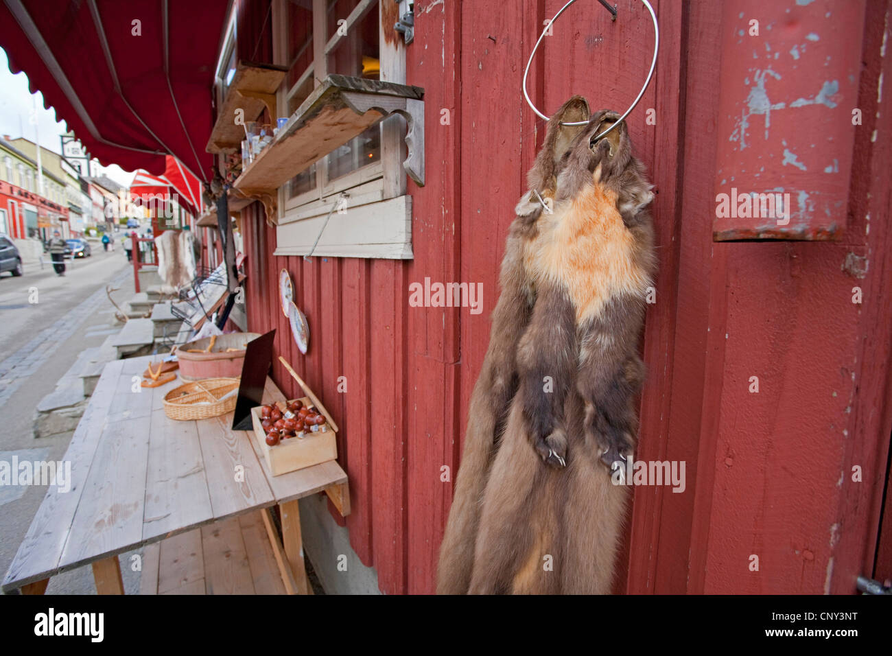 Europäischen Baummarder (Martes Martes), Pelze zu verkaufen in norwegischen Dorf von Roros, Norwegen, Roros Stockfoto