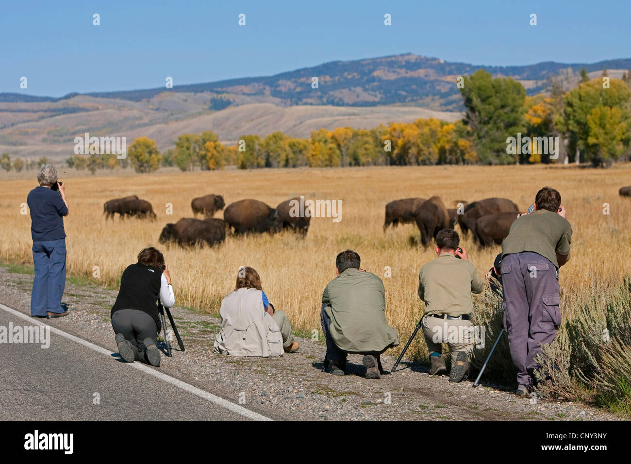 Amerikanische Bison, Büffel (Bison Bison), Fotografen vor Bison Herde, USA, Wyoming, Yellowstone-Nationalpark Stockfoto
