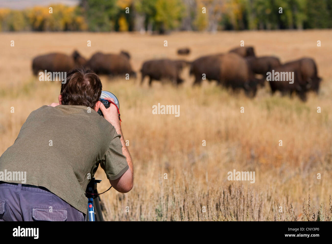Amerikanische Bison, Büffel (Bison Bison), Fotograf vor Bison Herde, USA, Wyoming, Yellowstone-Nationalpark Stockfoto