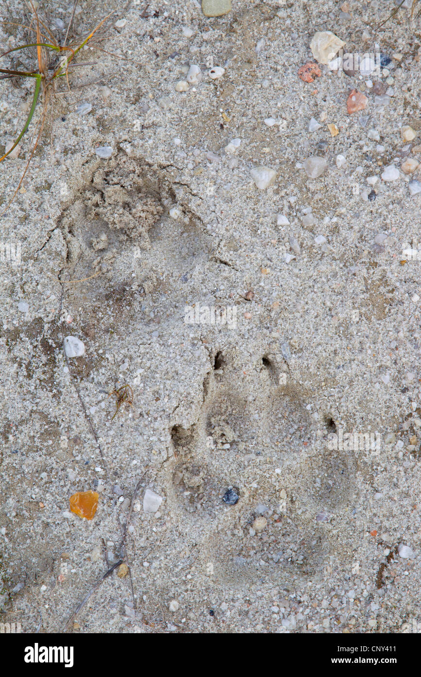 Europäische graue Wolf (Canis Lupus Lupus), Footprint auf sandigem Boden, Deutschland, Sachsen, Oberlausitz Stockfoto