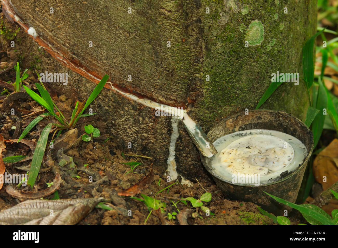 kirschlorbeer mit stamm Kirschlorbeer - Prunus lauroverasus Etna® - Stamm-Pflanze
