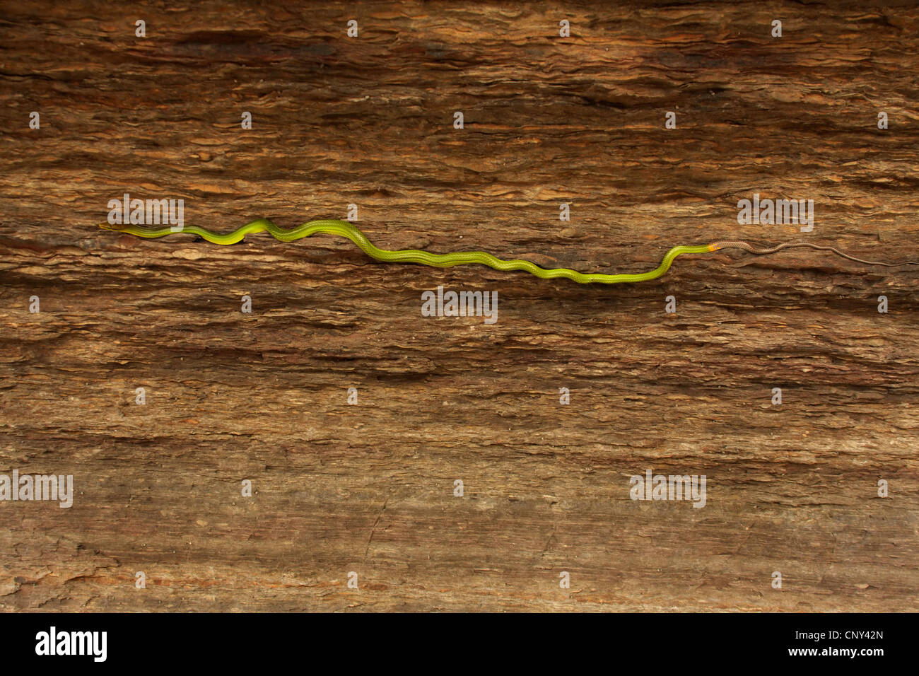 Mangrove Ratsnake (Gonyosoma Oxycephalum, bieten Oxycephala), kriechend, Sarawak, Malaysia, Borneo, Similajau Nationalpark Stockfoto