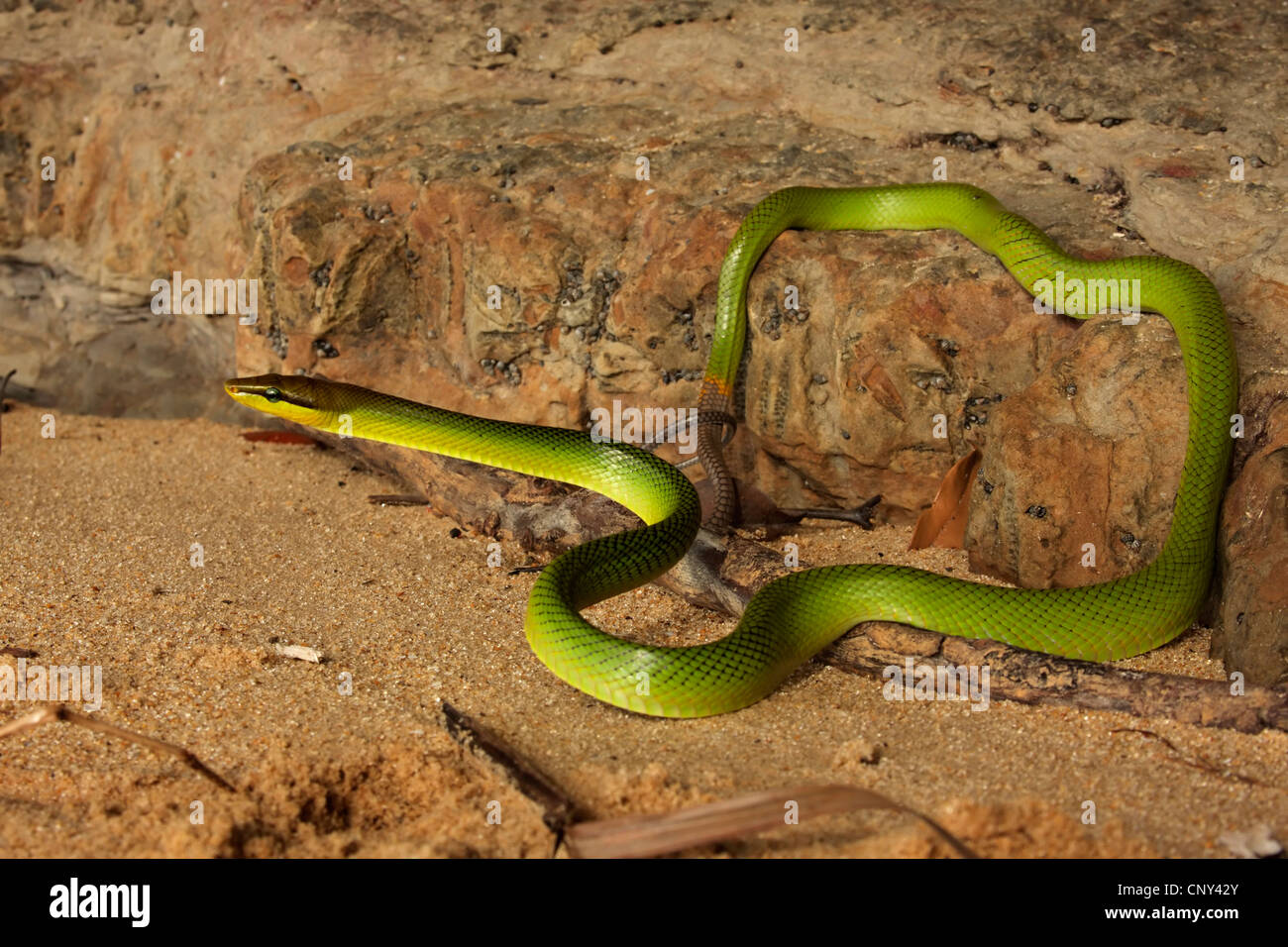 Mangrove Ratsnake (Gonyosoma Oxycephalum, bieten Oxycephala), Sonnenbaden, Malaysia, Borneo, Similajau Nationalpark Stockfoto