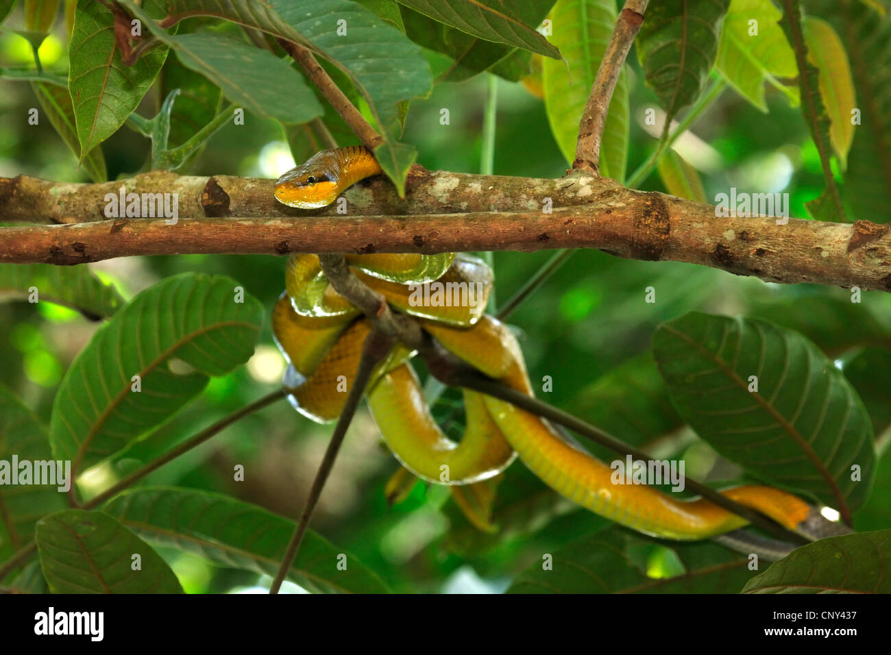 Mangrove Ratsnake (Gonyosoma Oxycephalum, bieten Oxycephala), ruht auf einem Zweig, Malaysia, Borneo, Similajau Nationalpark Stockfoto