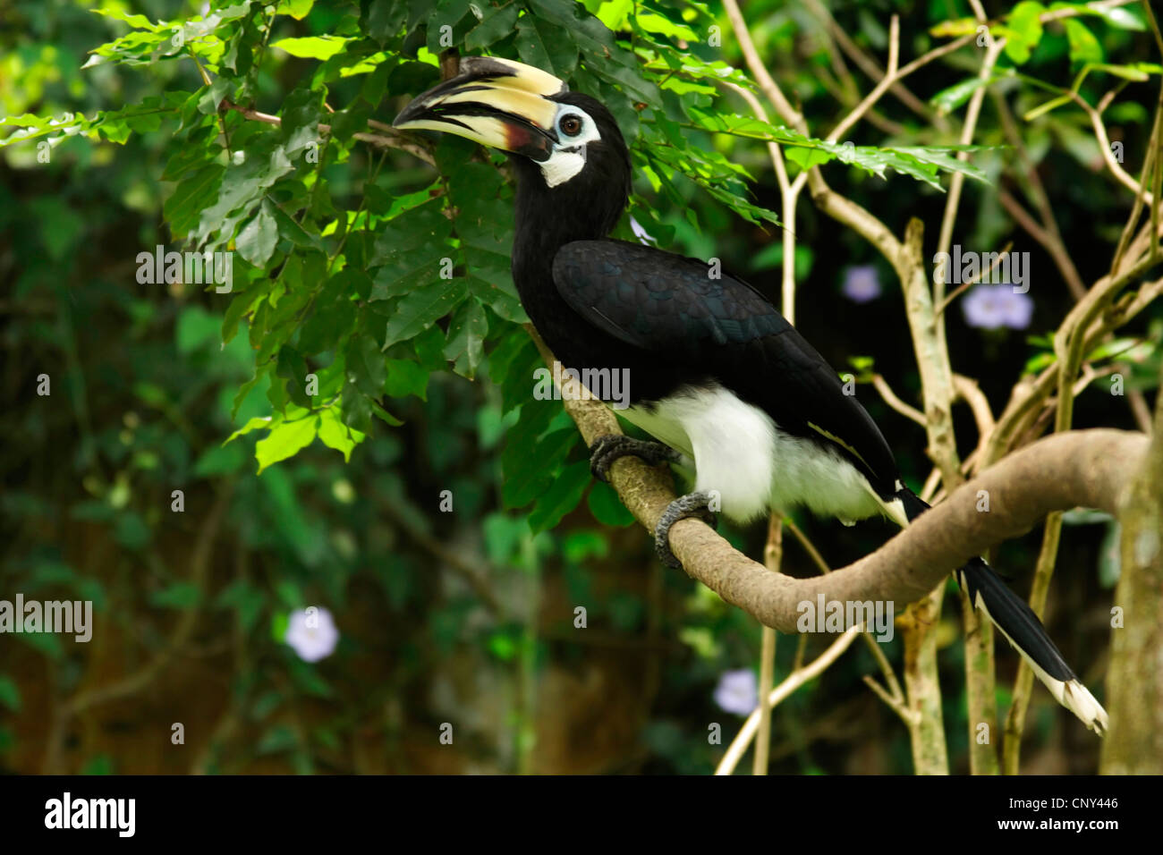 Malabar pied Hornbill (Anthracoceros Coronatus), sitzt auf einem Ast, Sabah, Malaysia, Borneo, Lok Kawi Wildlife Park Stockfoto