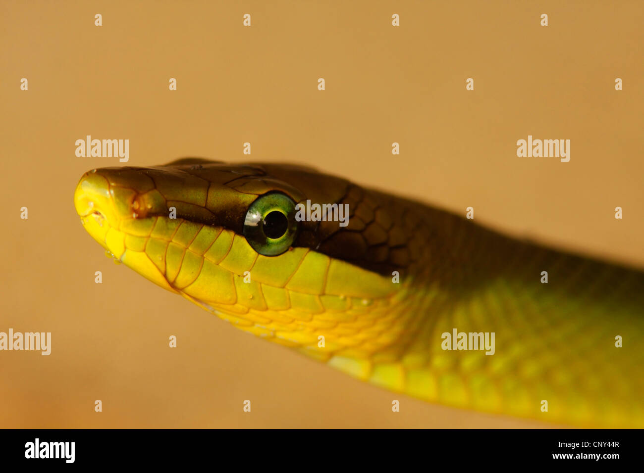 Mangrove Ratsnake (Gonyosoma Oxycephalum, bieten Oxycephala), Porträt, Malaysia, Borneo, Similajau Nationalpark Stockfoto