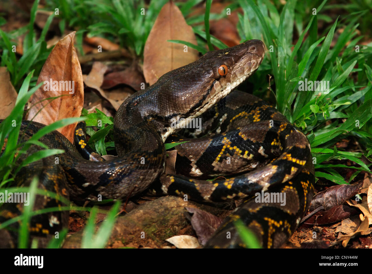 Netzpython, Diamond Python, Java Rock Python (Python Reticulatus), liegend auf dem Boden, Malaysia, Borneo, Bako Nationalpark Stockfoto