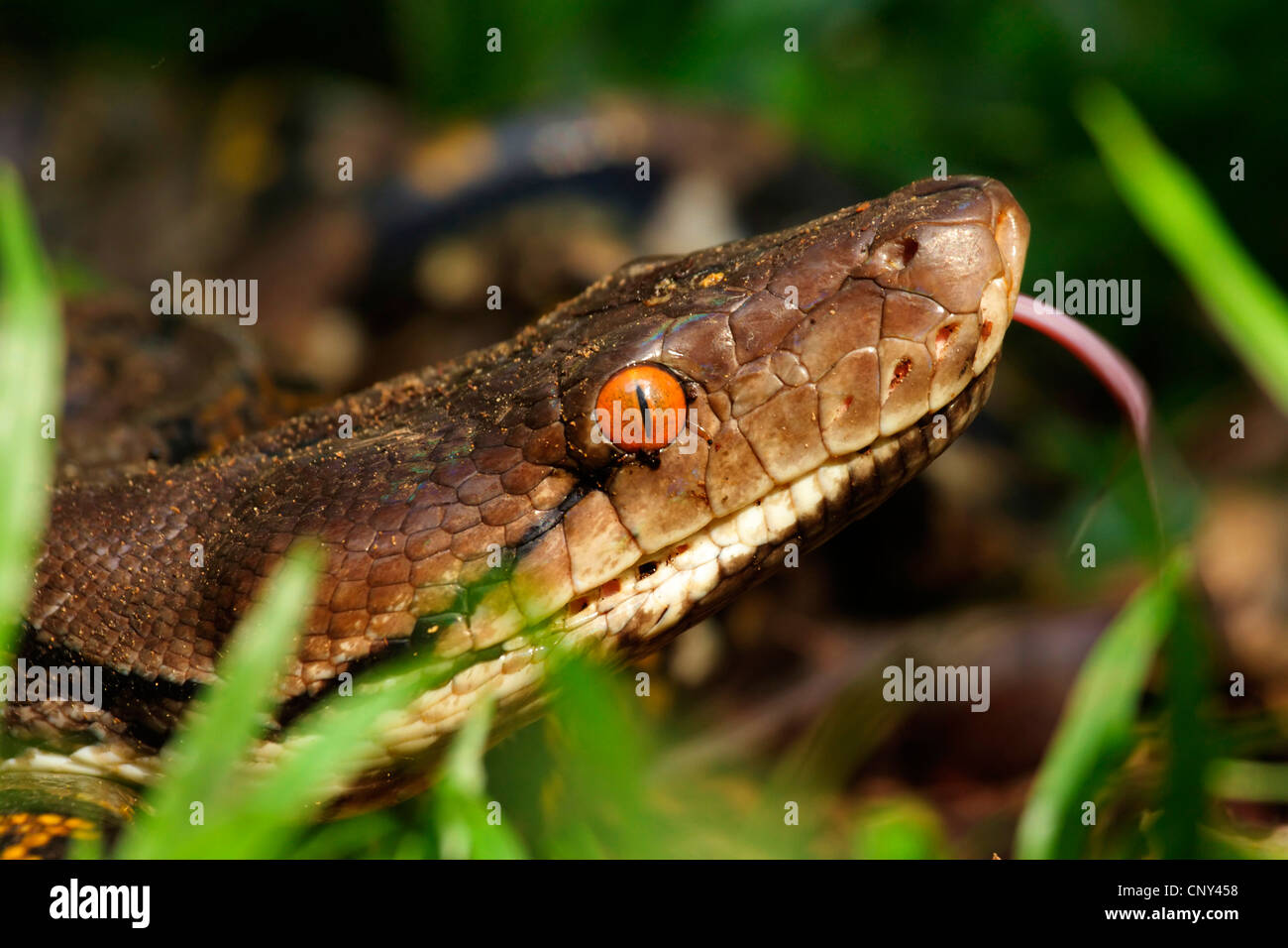 Netzpython, Diamond Python, Java Rock Python (Python Reticulatus), schnippen, Malaysia, Borneo, Sarawak Stockfoto