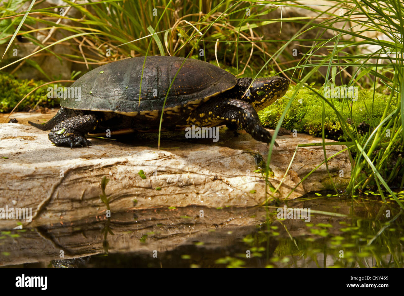 Europäische Sumpfschildkröte, Europäische Sumpfschildkröte, europäischer Teich Schildkröte (Emys Orbicularis), Sonnenbaden am Stein, Kroatien, Istrien Stockfoto