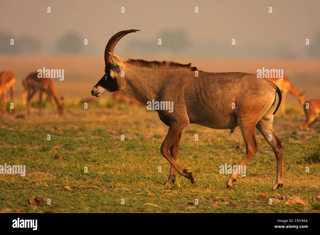 Roan Antilope (Hippotragus Spitzfußhaltung), Männlich, Botswana, Chobe-Nationalpark Stockfoto