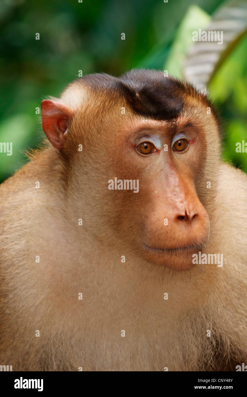 Zopf Macaque, Schwein-tailed Macaque, südlichen Schwein-tailed Macaque, Beruk (Macaca Nemestrina), Portrait einer männlich, Malaysia, Sabah, Borneo Stockfoto