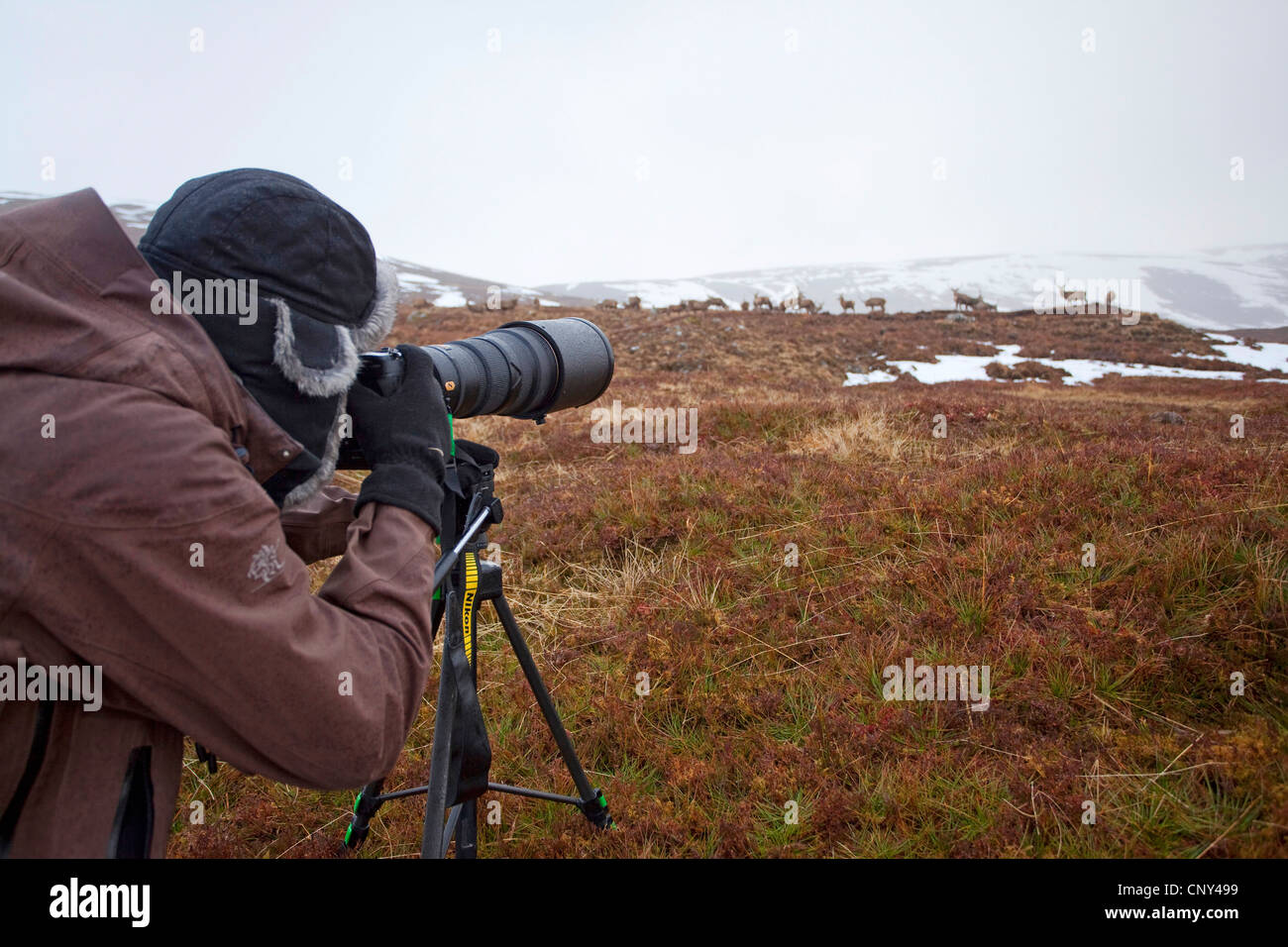 Rothirsch (Cervus Elaphus), Herde von Hirschen im Winter fotografiert, Alladale Wilderness Reserve, Sutherland, Schottland, Vereinigtes Königreich Stockfoto