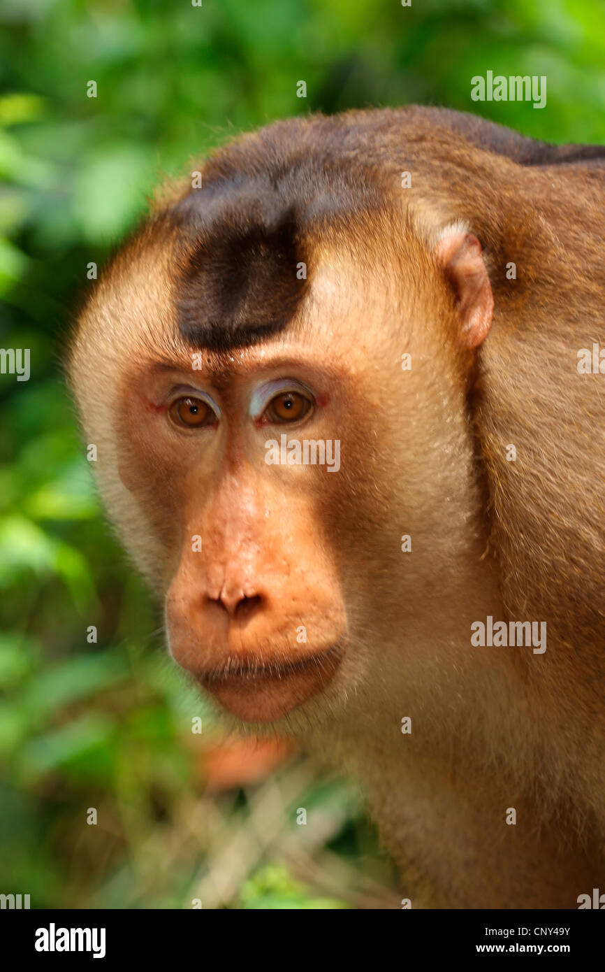 Zopf Macaque, Schwein-tailed Macaque, südlichen Schwein-tailed Macaque, Beruk (Macaca Nemestrina), Portrait einer männlich, Malaysia, Sabah, Borneo Stockfoto