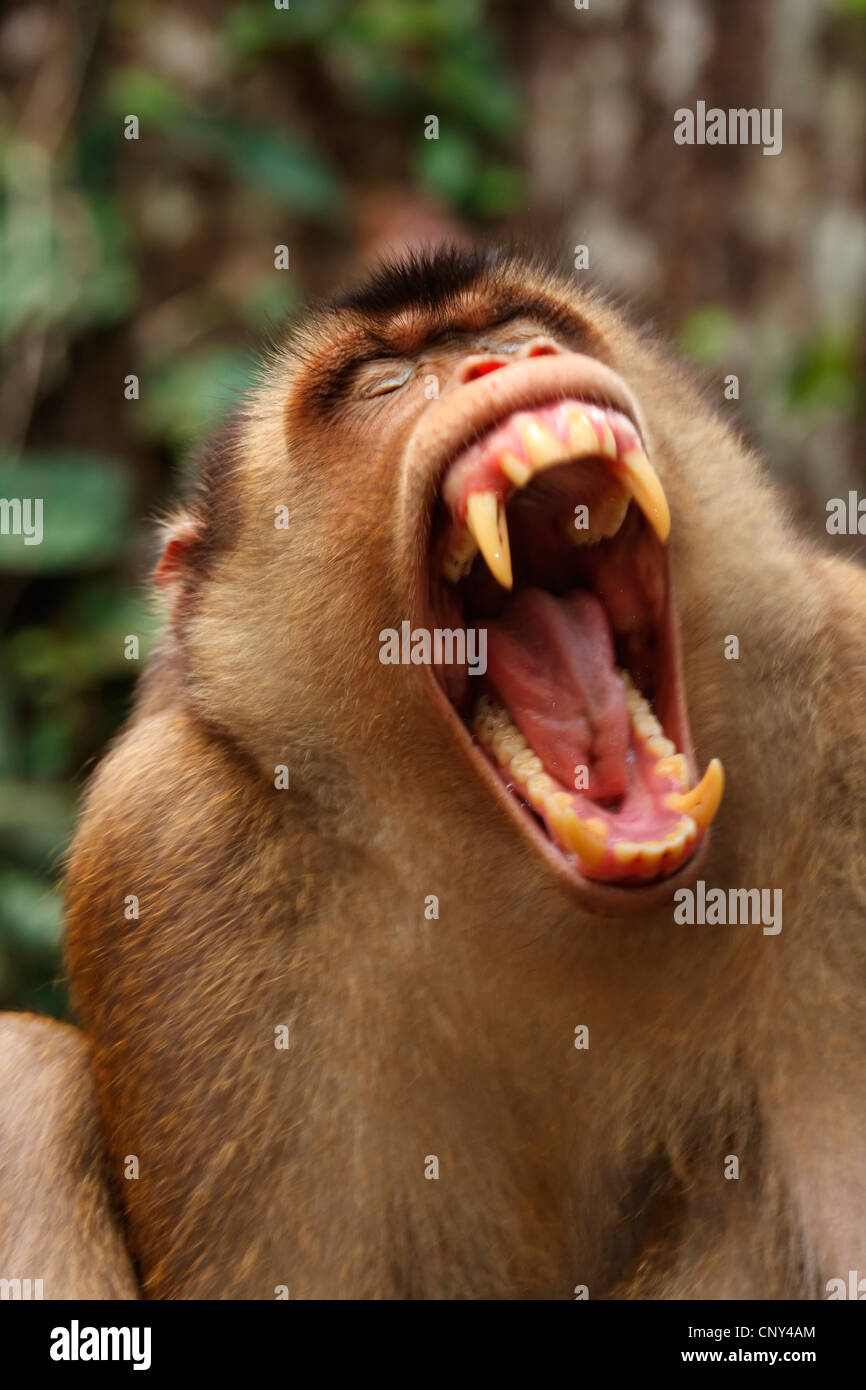 Zopf Macaque, Schwein-tailed Macaque, südlichen Schwein-tailed Macaque, Beruk (Macaca Nemestrina), Porträt von einem Geschrei männlich, Malaysia, Sabah, Borneo Stockfoto