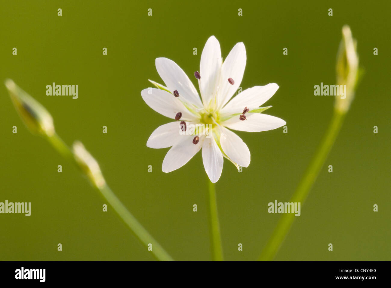 weniger Stitchwort, wenig Hahnenfußgewächse (Stellaria Graminea), Blume, Deutschland Stockfoto