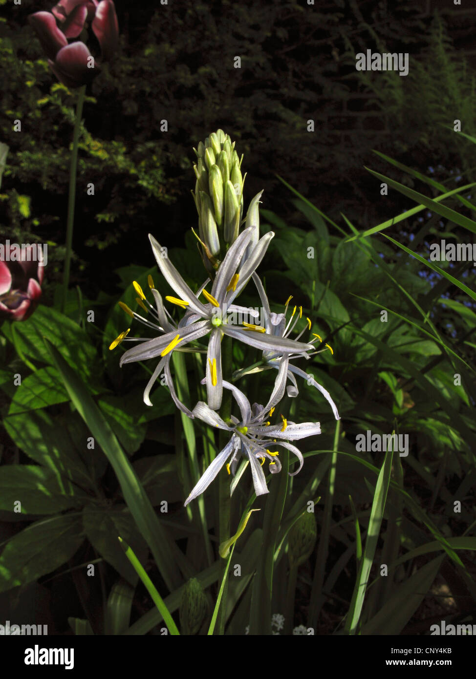 Cusick ist Camas (Camassia Cusickii), Blütenstand Stockfoto