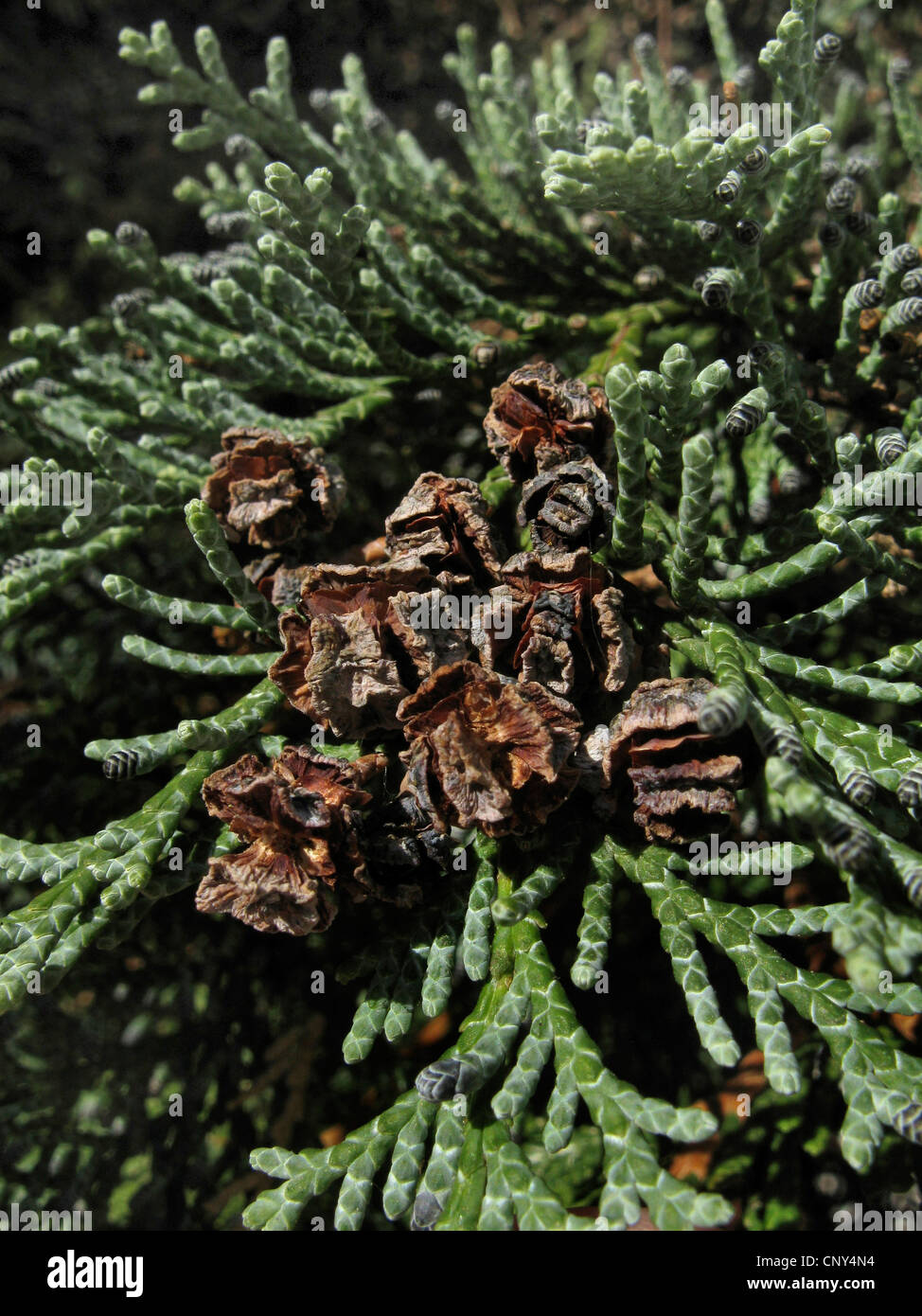 Lawson Zypresse, Port Orford Zeder (Chamaecyparis Lawsoniana), Zapfen auf einem Ast Stockfoto