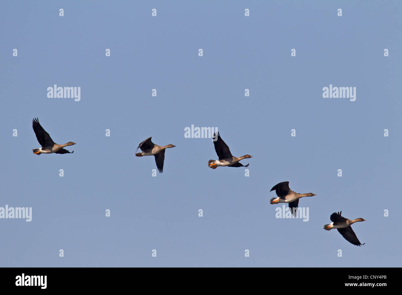 Bean Goose, Taiga Saatgans (Anser Fabalis), fliegende Herde, Deutschland, Sachsen, Oberlausitz Stockfoto