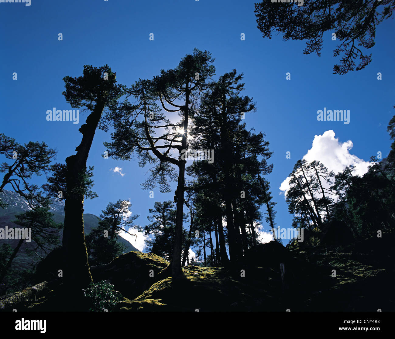 Bhutan Kiefer, Himalaya-Kiefer (Pinus Wallichiana), gegen die Sonne, Nepal, Makalu Barun Nationalpark, Shipton Col Stockfoto