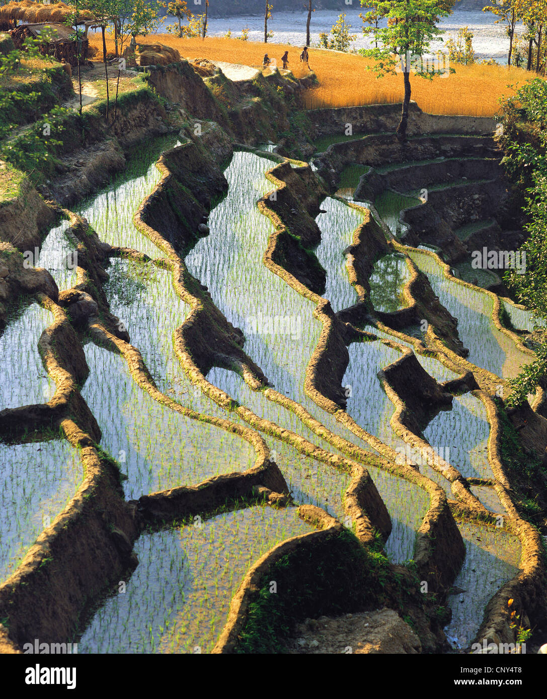 überfluteten Reisfeldern, Nepal, Helambu, Malemchi Stockfoto