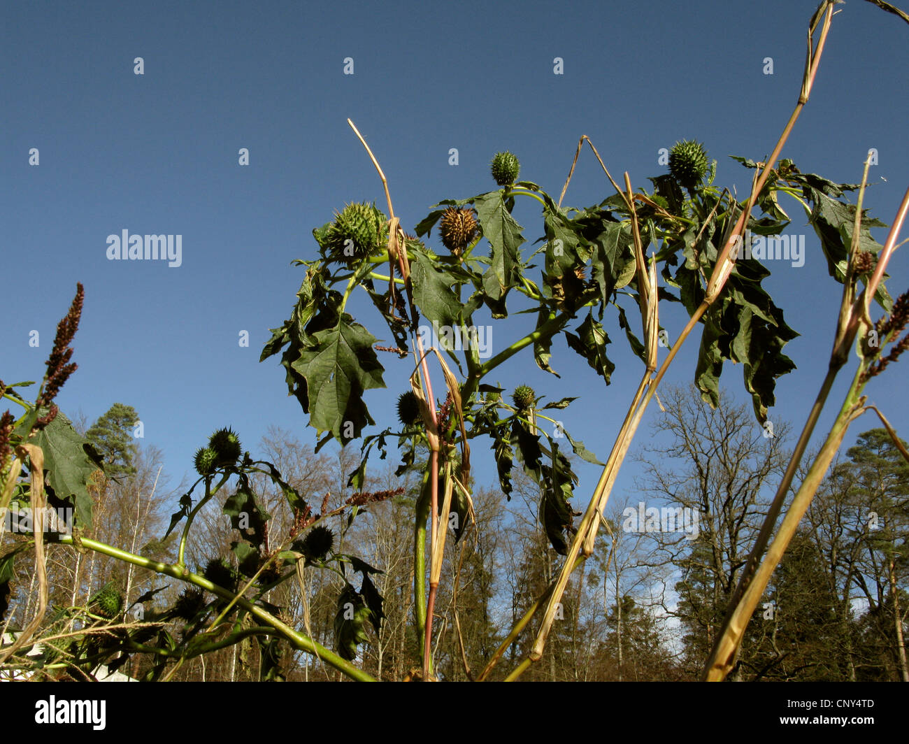 Stramonium, Jimsonweed, Thornapple, Jimson Unkraut (Datura Stramonium), Fruchtbildung, Deutschland Stockfoto