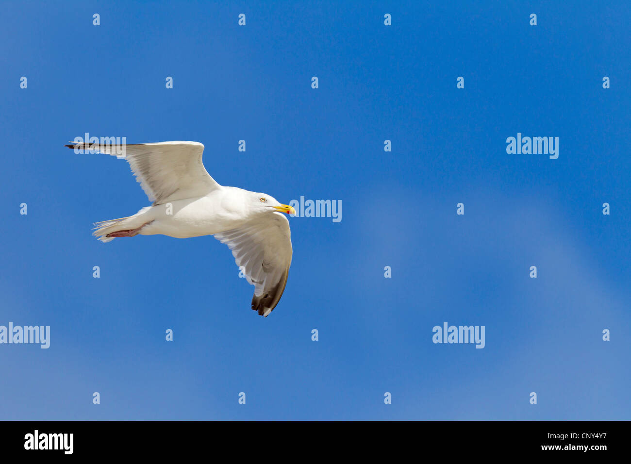 Silbermöwe (Larus Argentatus), in der Zucht Kleid in den Himmel, Deutschland, Schleswig-Holstein Stockfoto