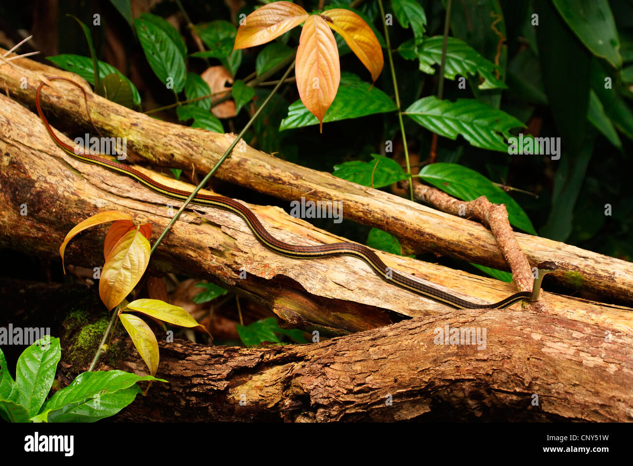 gestreifte Bronzeback (Dendrelaphis Caudolineatus) Bewegung über einen Toten Stamm, Malaysia, Sabah, Borneo Stockfoto