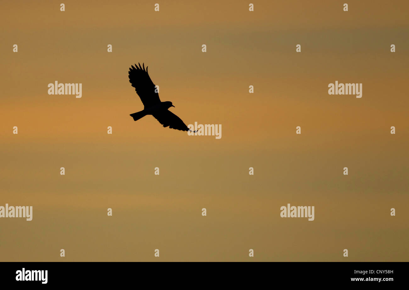 nördlichen Kiebitz (Vanellus Vanellus), im Flug gegen Sonnenuntergang, Großbritannien, Schottland, Shetland-Inseln Stockfoto