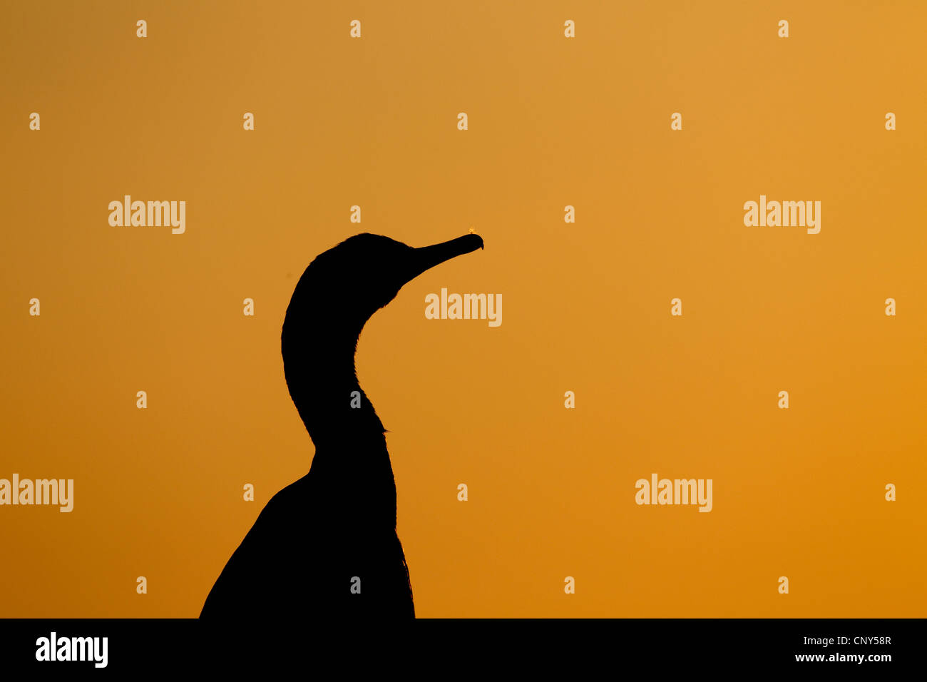 Shag (Phalacrocorax Aristotelis), bei Sonnenuntergang, Irland, Saltee Silhouette Stockfoto