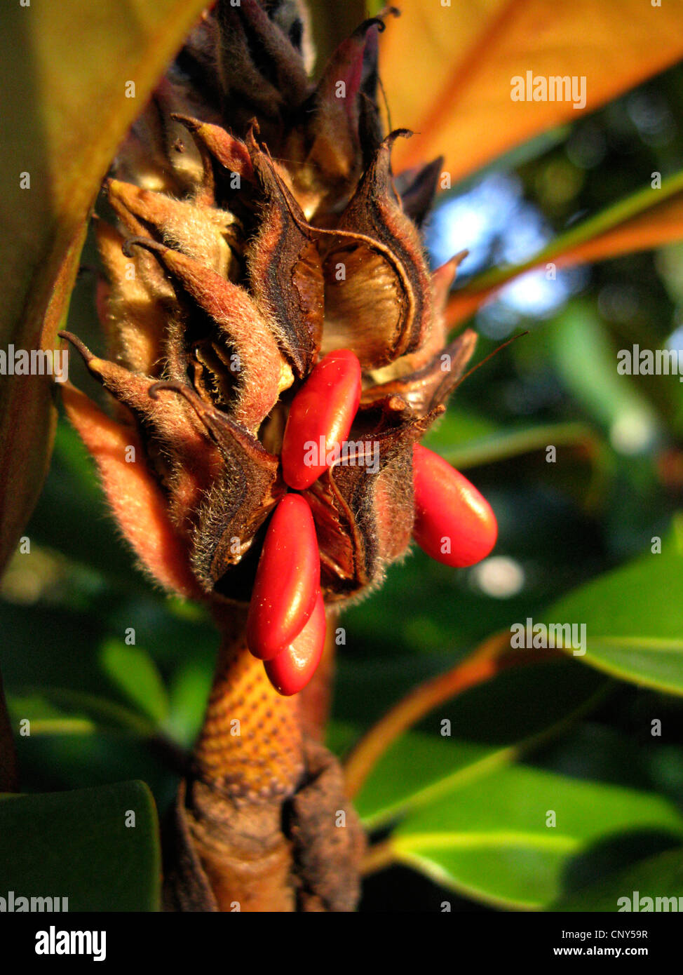Immergrüne Magnolie, Ray Bull, Immergrüne Magnolie (Magnolia Grandiflora), Samen Stockfoto
