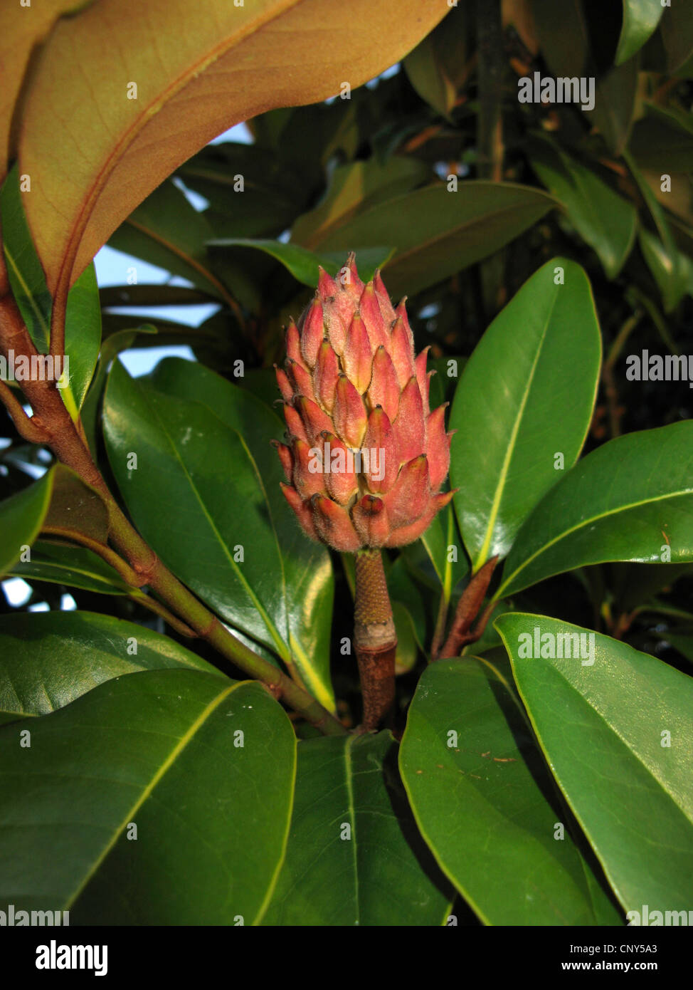 Immergrüne Magnolie, Ray Bull, Immergrüne Magnolie (Magnolia Grandiflora), Zweig mit reifen Früchten Stockfoto