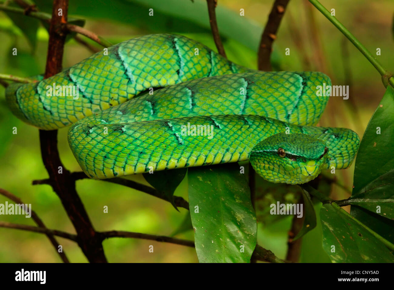 Waglers pit Viper (Tropidolaemus Wagleri), in einem Baum in den tropischen Regenwald, Sarawak, Malaysia, Borneo, Bako Nationalpark Stockfoto