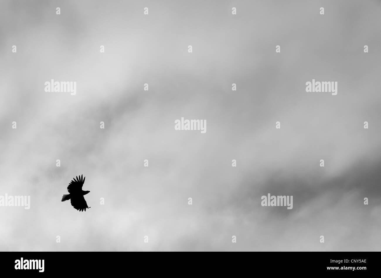 Meer Seeadler (Haliaeetus Horste), silhouetted gegen Gewitterhimmel, Norwegen, Flatanger Stockfoto