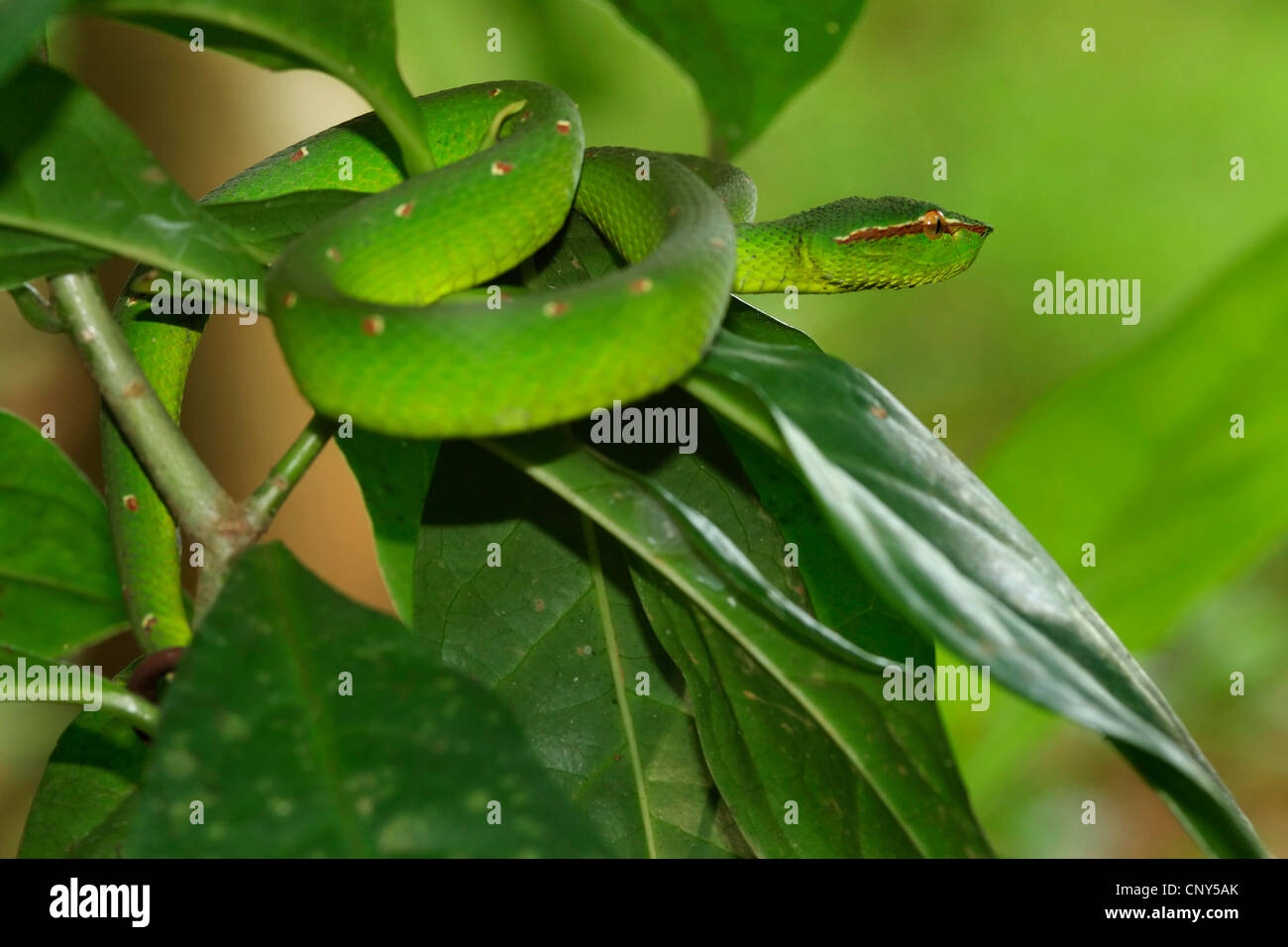 Waglers pit Viper (Tropidolaemus Wagleri), in einem Baum in den tropischen Regenwald, Sarawak, Malaysia, Borneo, Bako Nationalpark Stockfoto