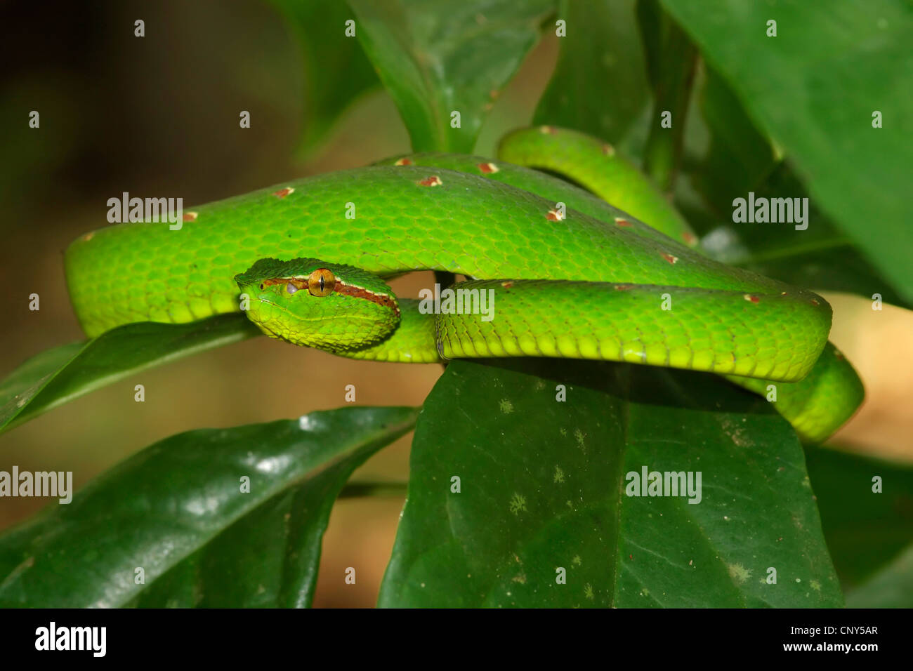 Waglers pit Viper (Tropidolaemus Wagleri), in einem Baum in den tropischen Regenwald, Sarawak, Malaysia, Borneo, Bako Nationalpark Stockfoto