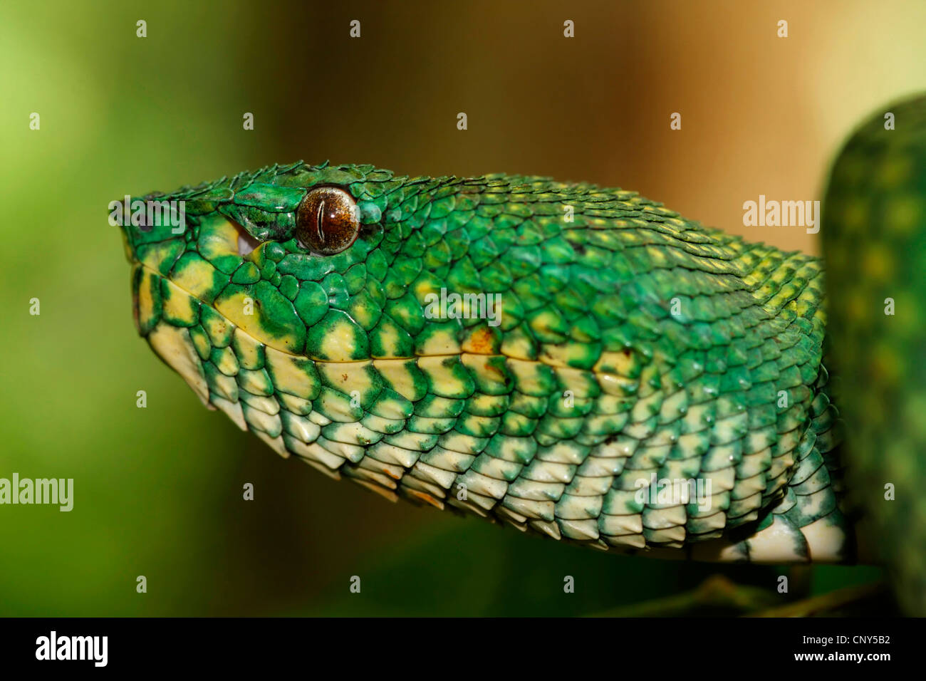 Waglers Grubenotter (Tropidolaemus Wagleri), Seite Portrait in einem Baum in den tropischen Regenwald, Sarawak, Malaysia, Borneo, Bako Nationalpark Stockfoto