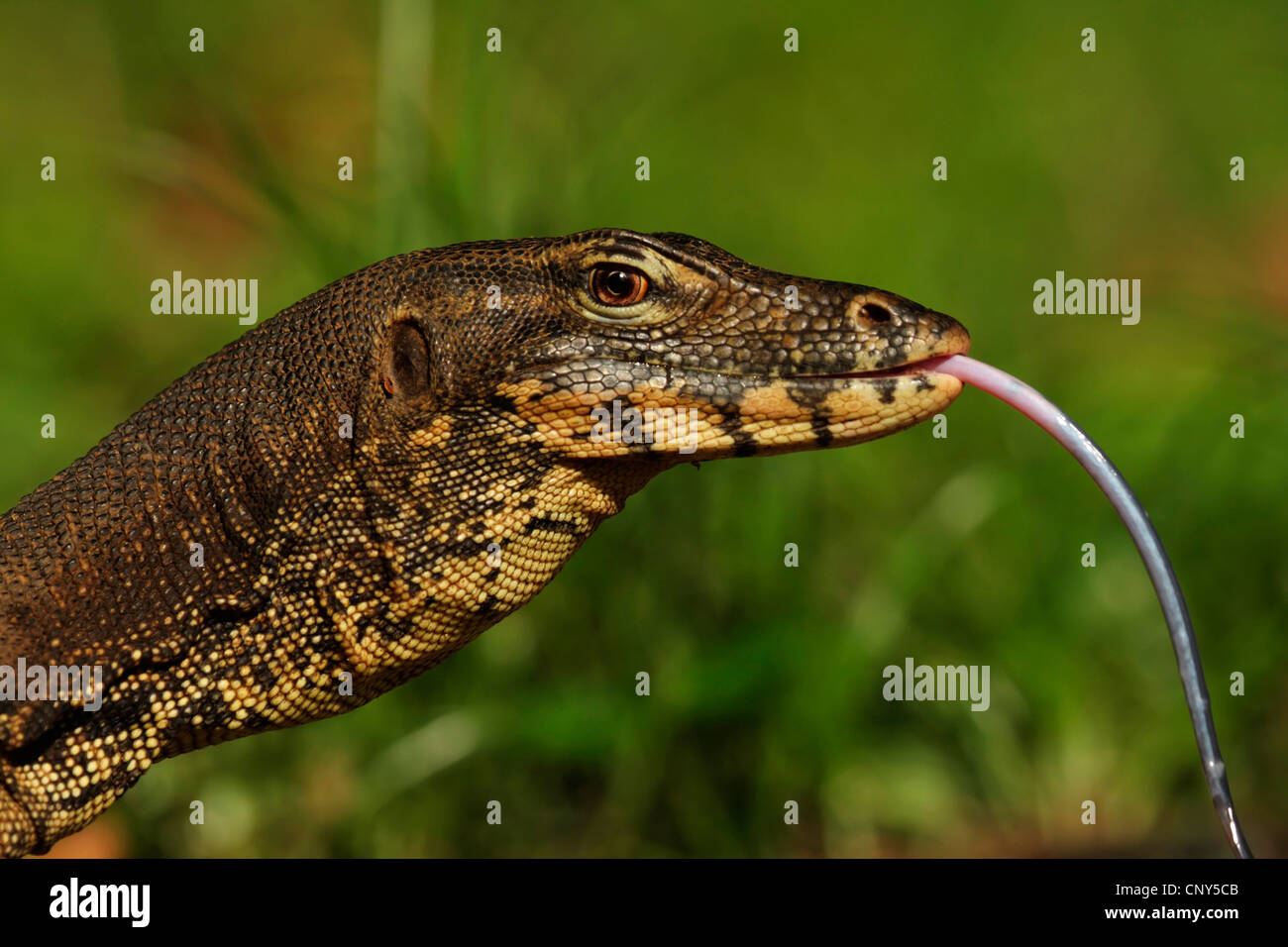 gemeinsamen asiatischen Monitor, Wasser-Monitor, gemeinsame Wasser-Monitor, malaiische Monitor (Varanus Salvator), seitliche Porträt, Sabah, Malaysia, Borneo, Sungai Kinabantangan Stockfoto