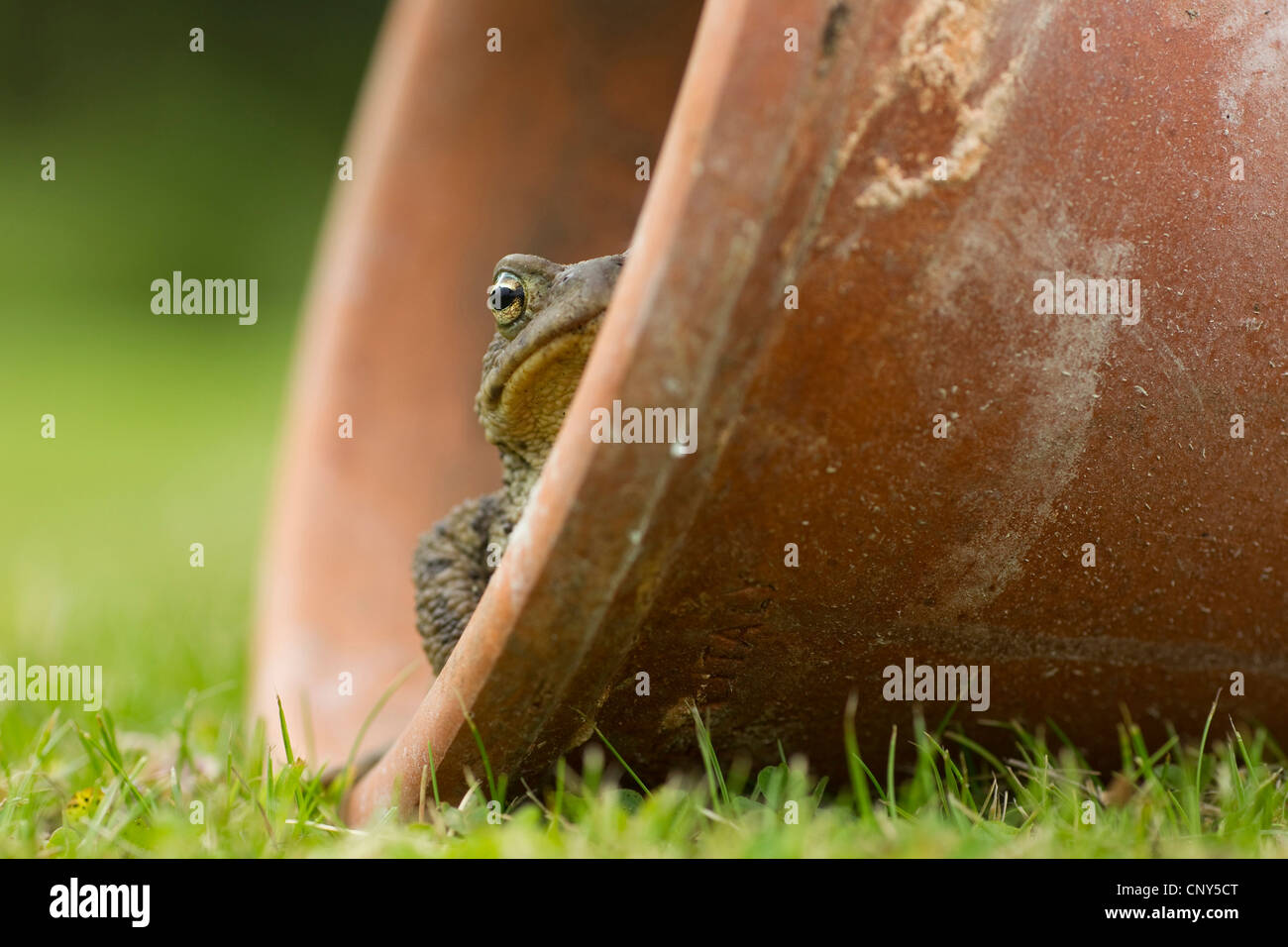 Europäischen gemeinsamen Kröte (Bufo Bufo), im Blumentopf in Garten, Großbritannien, Schottland, Cairngorm National Park Stockfoto