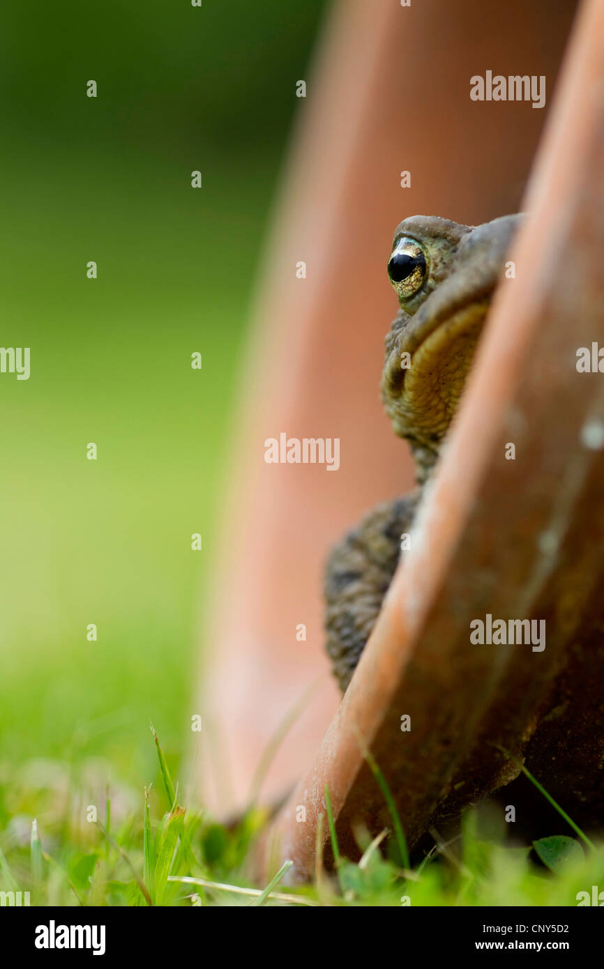 Europäischen gemeinsamen Kröte (Bufo Bufo), im Blumentopf in Garten, Großbritannien, Schottland, Cairngorm National Park Stockfoto